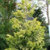 Cyprès De Leyland - Cupressocyparis Leylandii Gold Rider