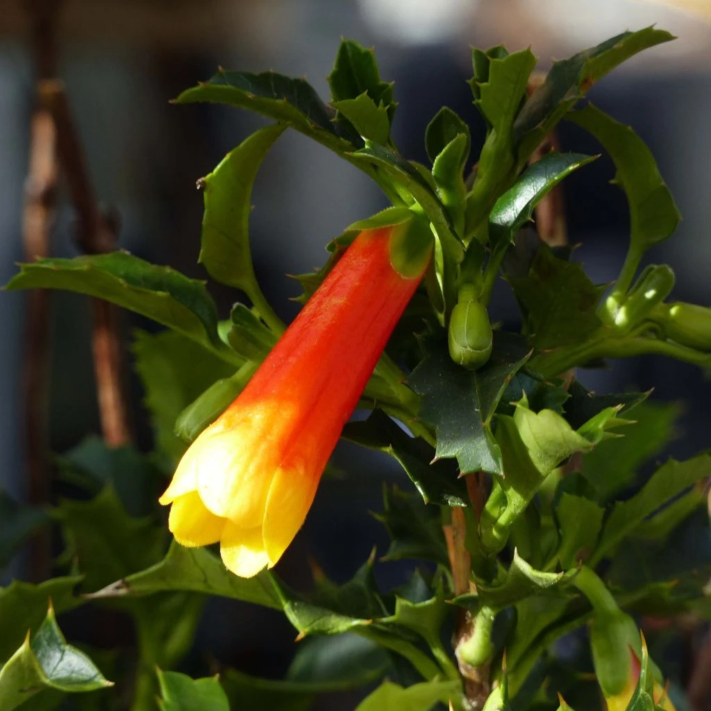 Desfontainea Spinosa