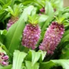 Eucomis Comosa Sparkling Burgundy® - Eucomide Rose à Feuillage Pourpre