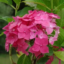 Hortensia Macrophylla Constellation