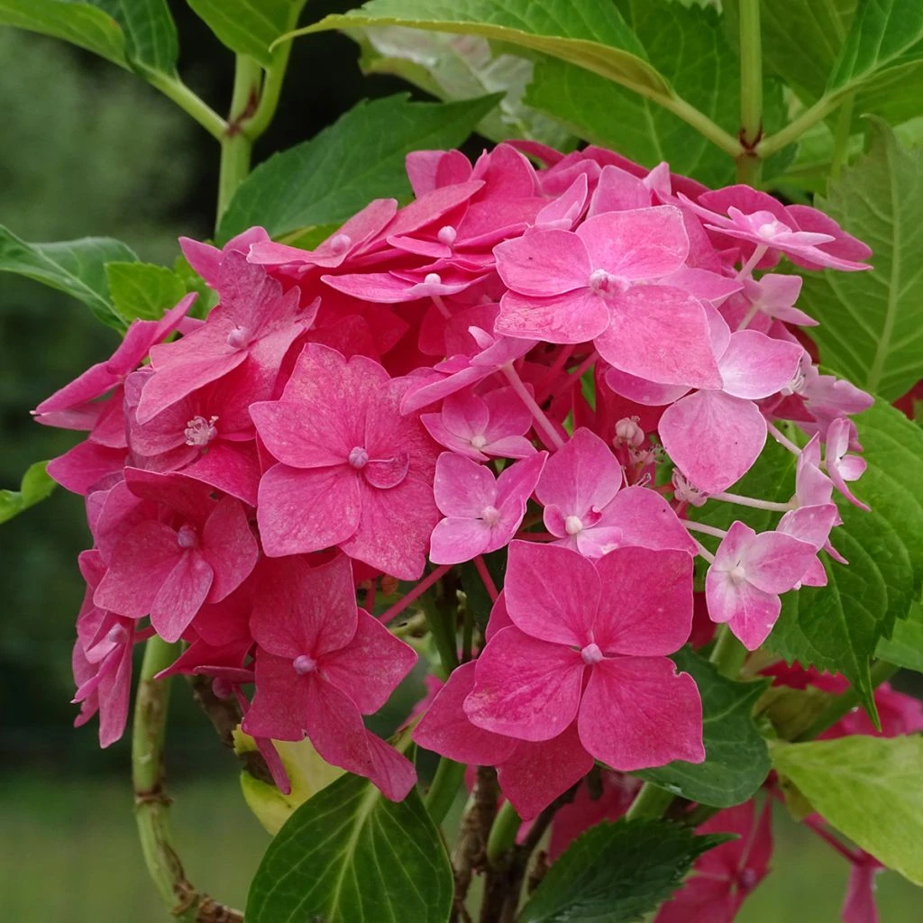 Hortensia Macrophylla Constellation