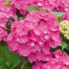 Hortensia - Hydrangea Macrophylla Leuchtfeuer