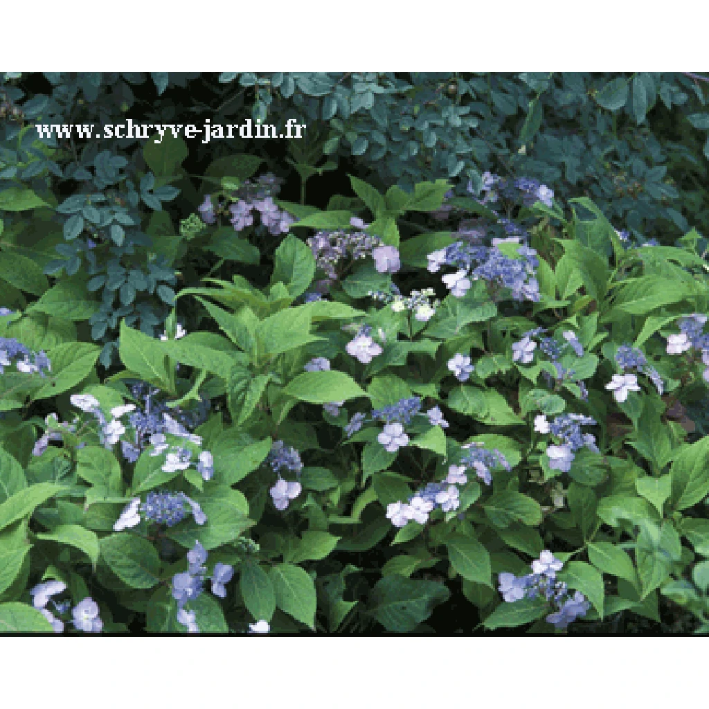 Hortensia - Hydrangea Serrata Spreading Beauty