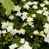 Hortensia - Hydrangea Macrophylla Fireworks White