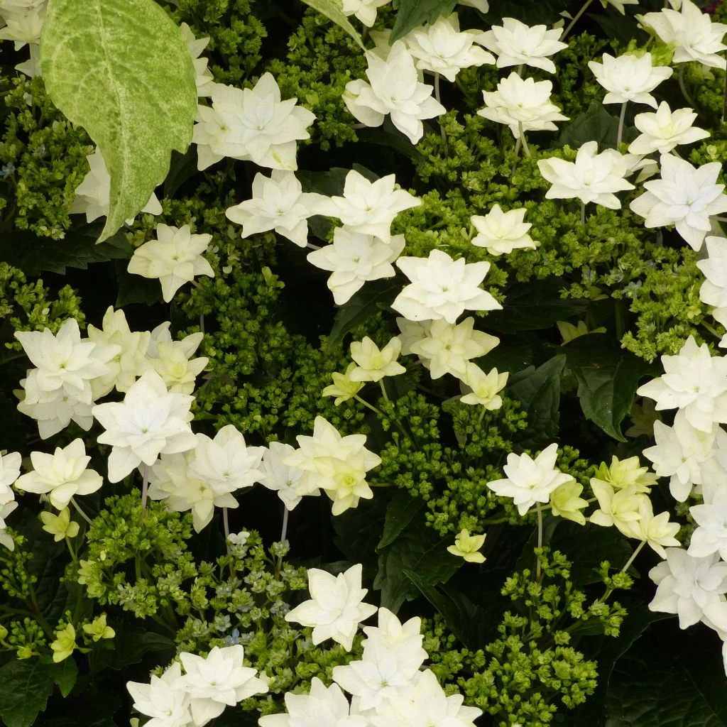 Hortensia - Hydrangea Macrophylla Fireworks White