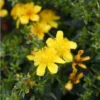 Millepertuis De Kalmian - Hypericum Kalmianum Gemo