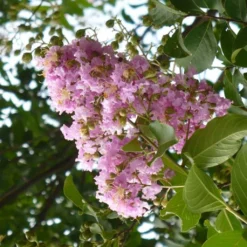Lagerstroemia Indica Mauve - Lilas Des Indes