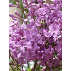 Lilas - Syringa Chinensis Saugeana