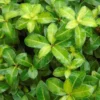 Pittosporum Tenuifolium Golden Ball