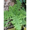 Dryopteris Dilatata Crispa Whiteside - Fougère