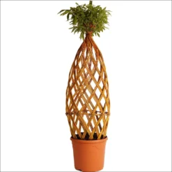 Saule à Bois Jaune Tressé - Forme Bombée