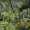 Stachyurus Chinensis Joy Forever